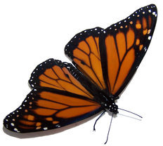 picture of butterfly